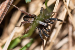 Alopecosa pulverulenta