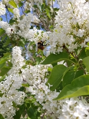 Bombus centralis
