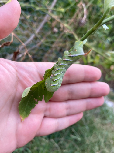Carolina Sphinx