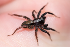 Alopecosa pulverulenta