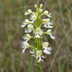 Platanthera leucophaea