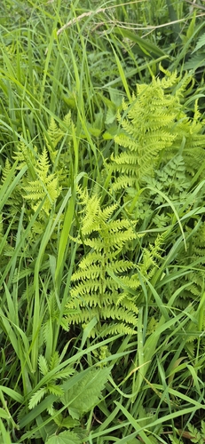 marsh fern