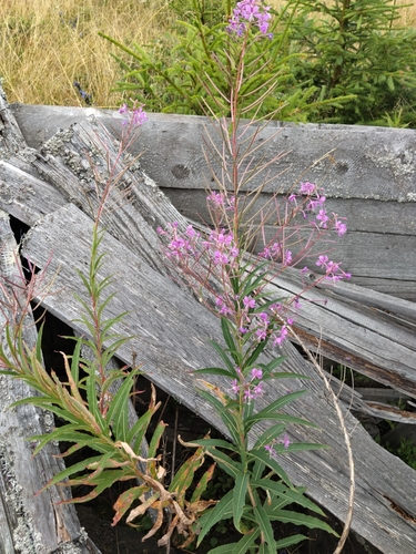 fireweed