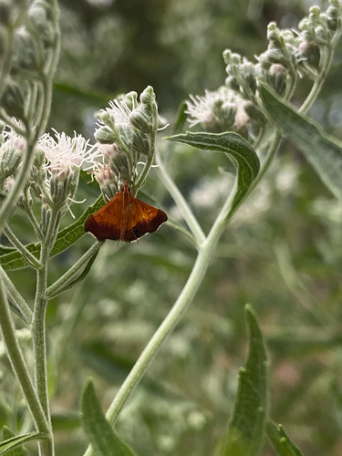 Bicolored Pyrausta Moth