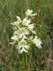 Platanthera leucophaea