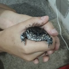 Dermatonotus muelleri