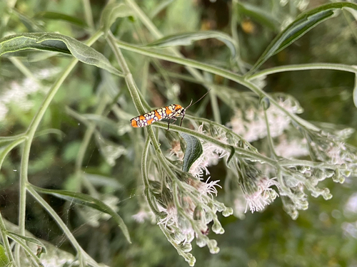 Ailanthus Webworm Moth