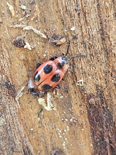 False Ladybird