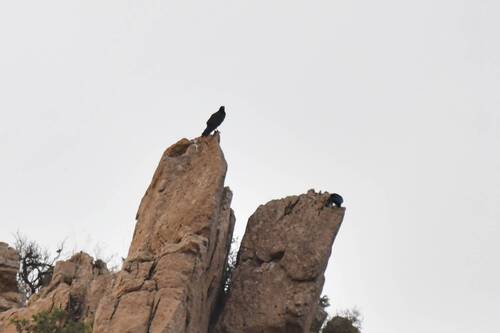 Common Raven