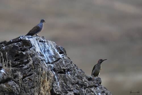 Levaillant's Woodpecker