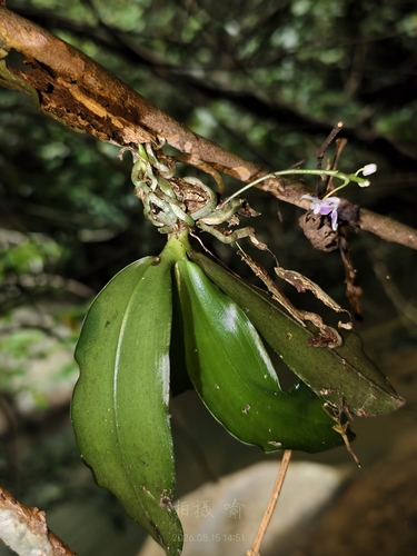 Phalaenopsis deliciosa