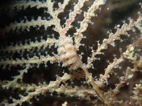 Sertularella observed 2026-08-17