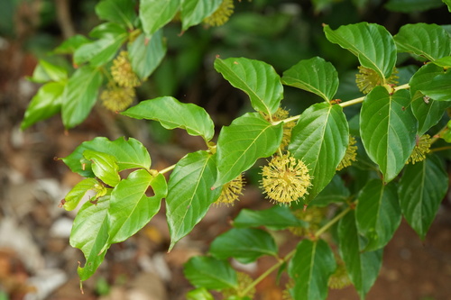 Uncaria lanosa observed 2026-07-22