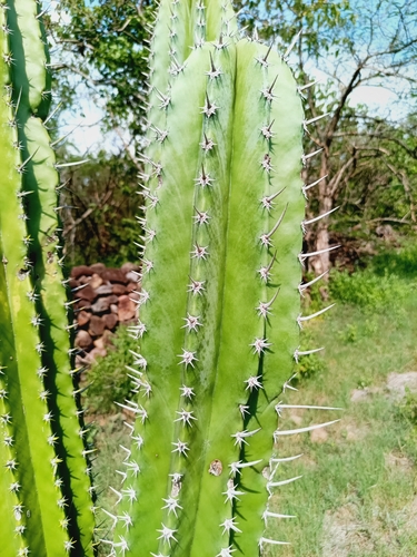 Pachycereus pecten-aboriginum, photograph 6
