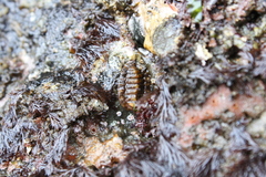 Tonicella