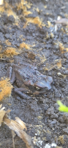 Cane Toad
