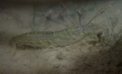 Alpheus brevicristatus