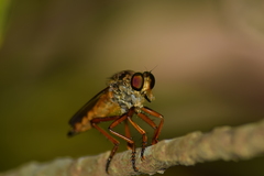 Asilinae