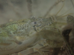Alpheus brevicristatus