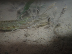 Alpheus brevicristatus