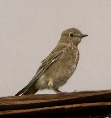 iNaturalist observation photo of Mountain Bluebird