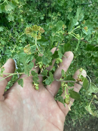 iNaturalist observation photo of wax currant