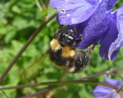 Bombus hortorum