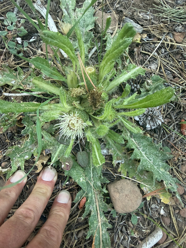 iNaturalist observation photo of Plume Thistles
