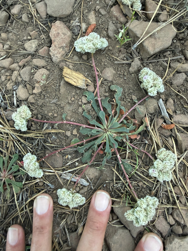 iNaturalist observation photo of One-seeded Pussypaws