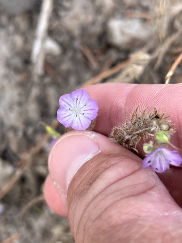 Phacelia linearis, photograph 4