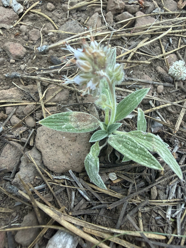 iNaturalist observation photo of Silverleaf phacelia