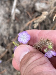 Phacelia linearis, photograph (c) Cody Stricker, some rights reserved (CC BY)