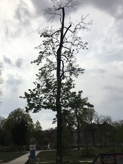 Acer platanoides