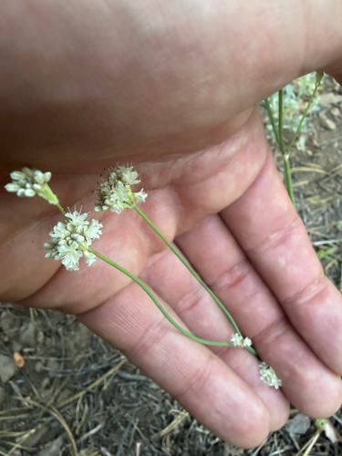 iNaturalist observation photo of Naked Buckwheat