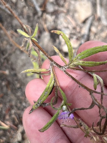 Phacelia linearis, photograph 6