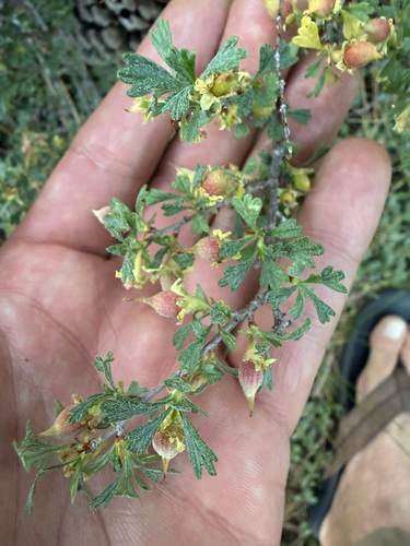 iNaturalist observation photo of Antelope Bitterbrush