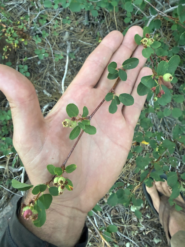 iNaturalist observation photo of serviceberries
