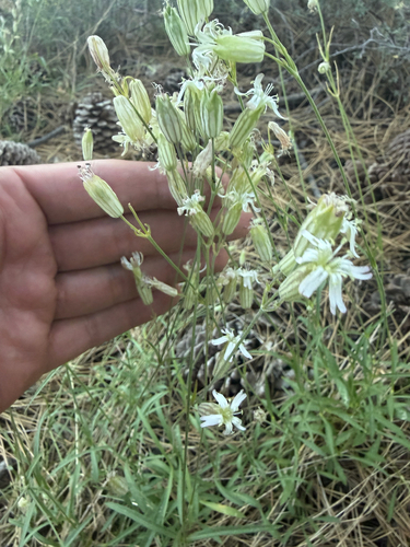 iNaturalist observation photo of Douglas' Catchfly