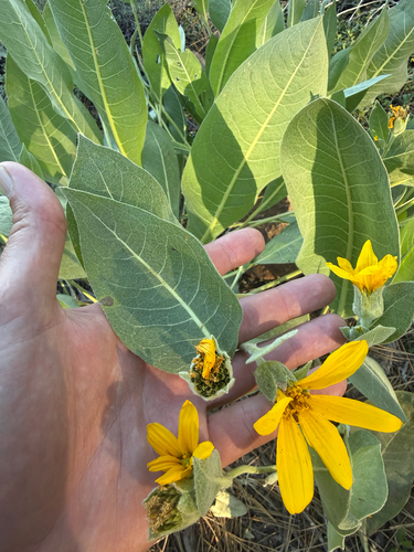 iNaturalist observation photo of woolly mule's ears