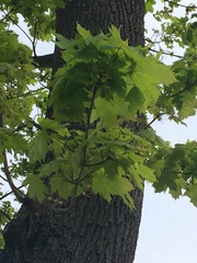 Acer platanoides