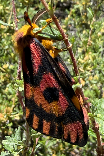 iNaturalist observation photo of Western Sheep Moth