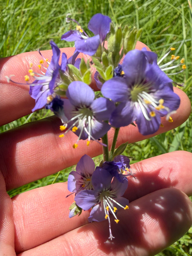 iNaturalist observation photo of western Jacob's ladder