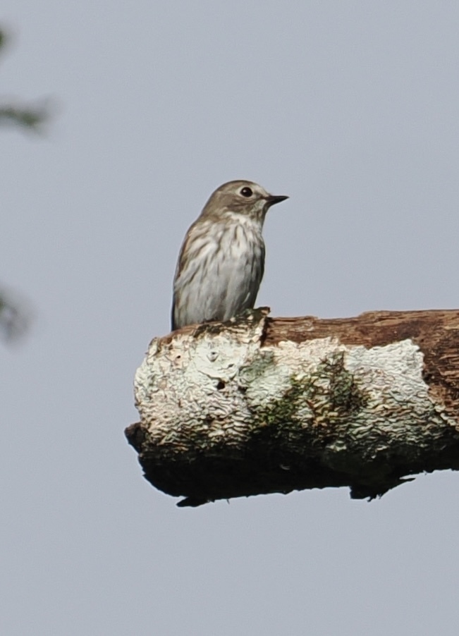 Sikatan burik (Muscicapa griseisticta)