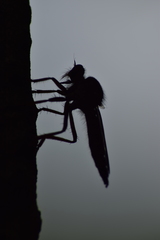 Asilinae