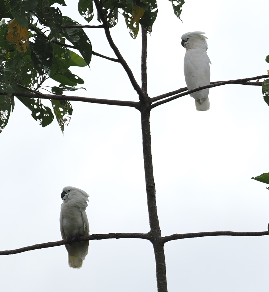 Kakatua putih (Cacatua alba)
