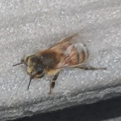 Apis mellifera