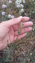 Galium xeroticum