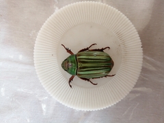 Chrysina