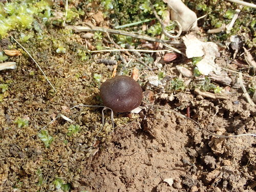 Pavasarinė gijabudė