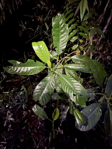 Dillenia alata, photograph 1